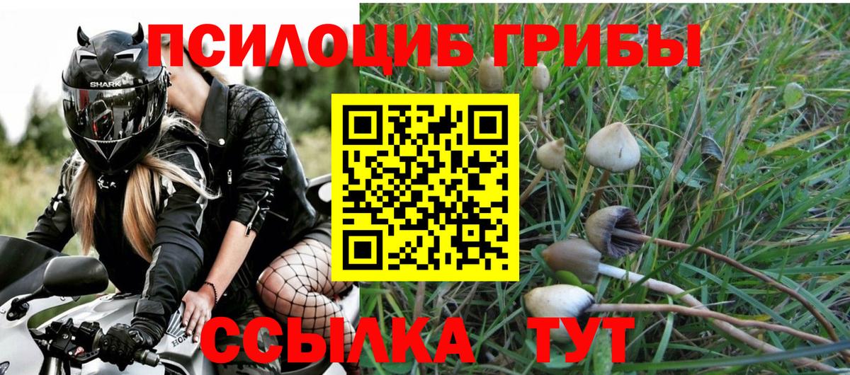 Галлюциногенные грибы Psilocybine cubensis  что такое   Казань 